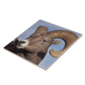 grote hoornschaap, bergschaap, Ovis canadensis, Tegeltje (Zijkant)