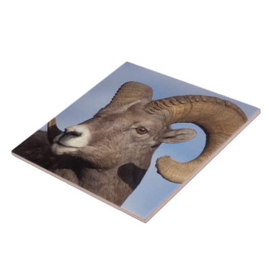 grote hoornschaap, bergschaap, Ovis canadensis, Tegeltje (Zijkant)