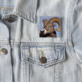 grote hoornschaap, bergschaap, Ovis canadensis, Vierkante Button 5,1 Cm (In situ)