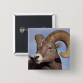 grote hoornschaap, bergschaap, Ovis canadensis, Vierkante Button 5,1 Cm (Voorkant /achterkant)