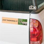 grote hoornschaap bumpersticker (Op Truck)