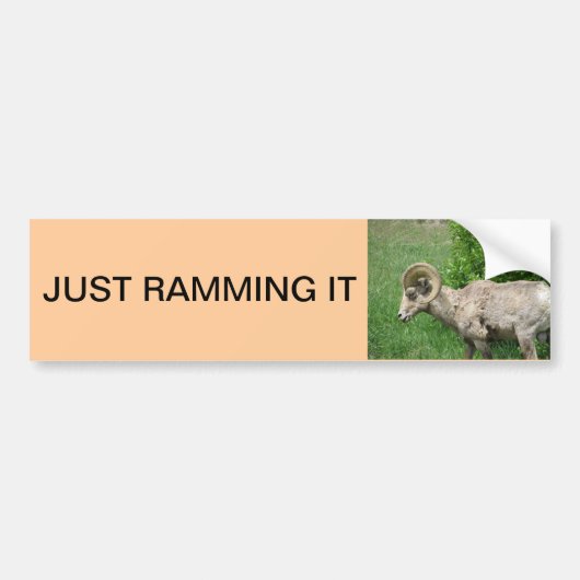 grote hoornschaap bumpersticker (Voorkant)