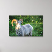 Grote hoornschaap canvas afdruk (Voorkant)