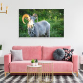 Grote hoornschaap canvas afdruk (Insitu (Woonkamer))