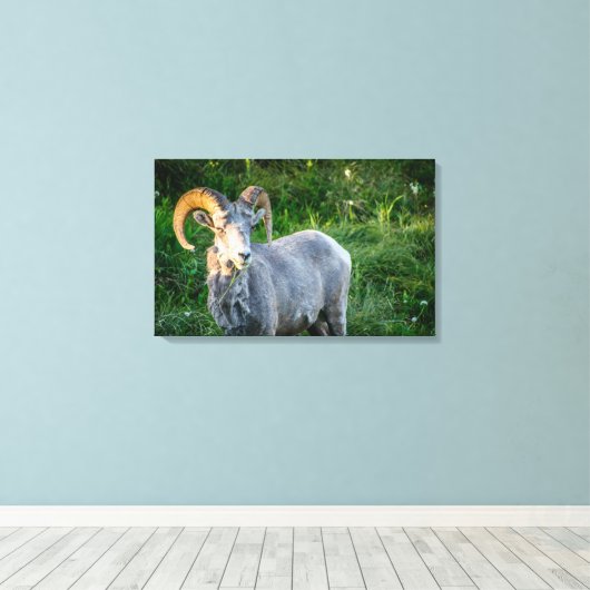 Grote hoornschaap canvas afdruk (Insitu (Houten vloer))