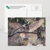 Grote hoornvliezen aan land briefkaart (Voorkant / Achterkant)