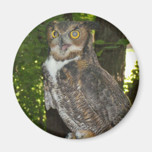 Grote hoornvogel magneet
