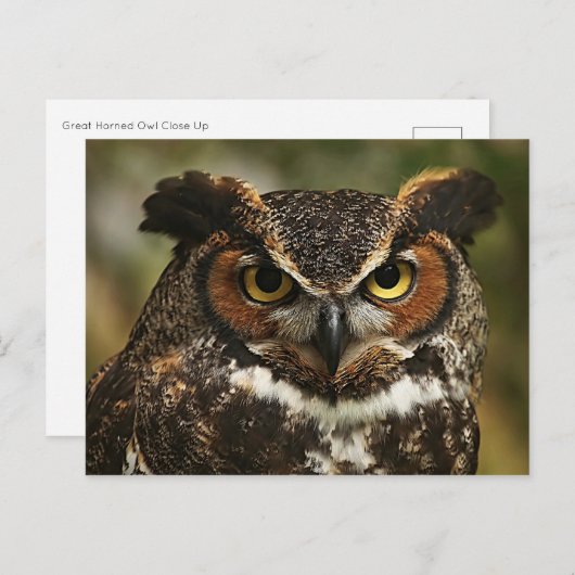 Grote hoornvogel Sluiten Briefkaart (Voorkant / Achterkant)