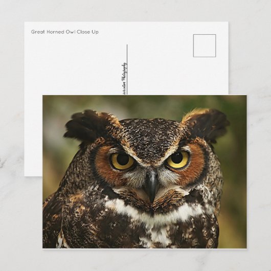 Grote hoornvogel Sluiten Briefkaart (Voorkant / Achterkant)