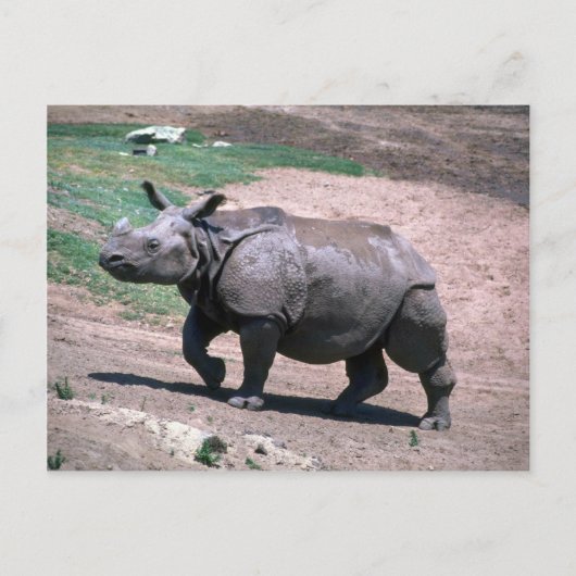 Grote Indiase eenhoornige Rhino Briefkaart (Voorkant)