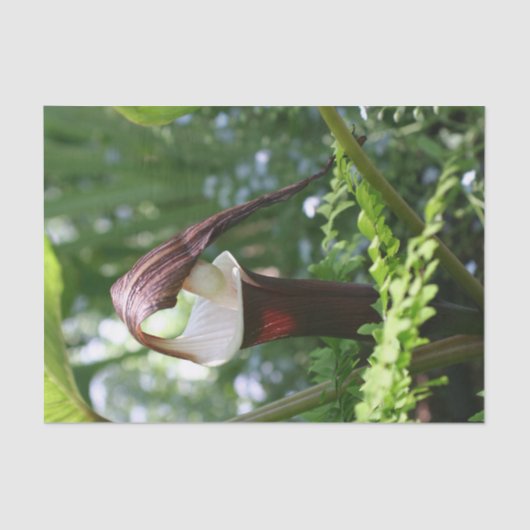 Grote Jack in de aanloopventilator sluit de loskop Tissuepapier (Voorkant)