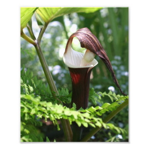Grote jack in de preekstoel bloem close up 8x10 foto afdruk