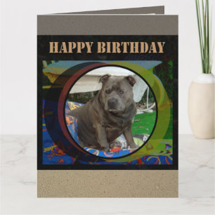 Grote kaart   Staffordshire Bull Terrier Birthday