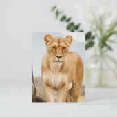  grote kat briefkaart (Staand voorkant)