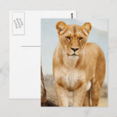  grote kat briefkaart (Voorkant / Achterkant)