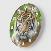 Grote Katachtige Sumatraanse Tijger Foto Klok (Hoek)