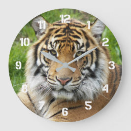 Grote Katachtige Sumatraanse Tijger Foto Klok