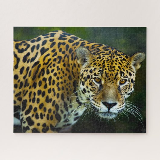 Grote katachtigen Jaguar. Legpuzzel (Horizontaal)