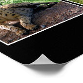 grote katachtigen poster (Hoek)