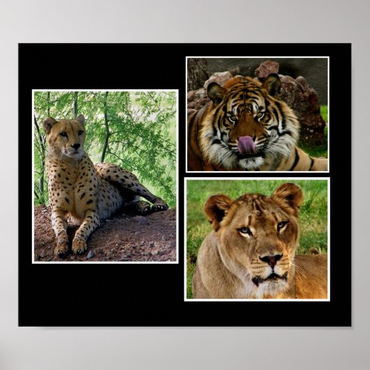 grote katachtigen poster (Voorkant)