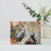 Grote katten - 10 briefkaart (Staand voorkant)