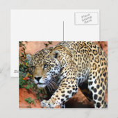Grote katten - 10 briefkaart (Voorkant / Achterkant)