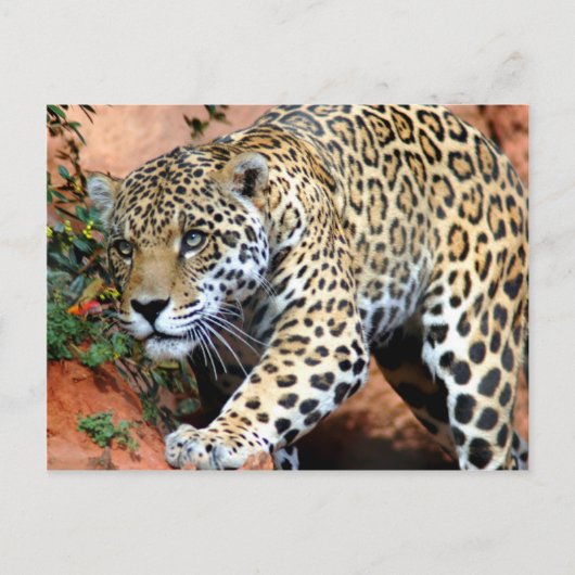 Grote katten - 10 briefkaart (Voorkant)