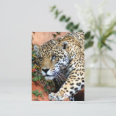 Grote katten - 10 briefkaart (Staand voorkant)