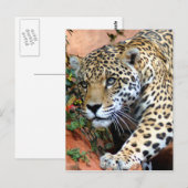 Grote katten - 10 briefkaart (Voorkant / Achterkant)