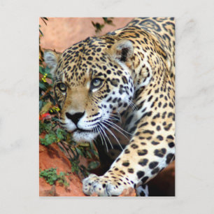 Grote katten - 10 briefkaart