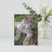 Grote katten - 11 briefkaart (Staand voorkant)