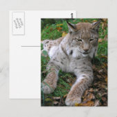Grote katten - 11 briefkaart (Voorkant / Achterkant)
