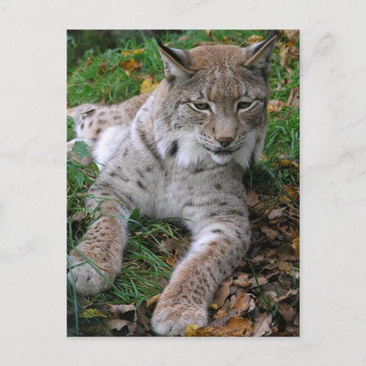 Grote katten - 11 briefkaart (Voorkant)