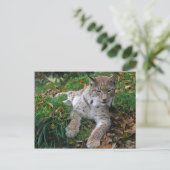 Grote katten - 11 briefkaart (Staand voorkant)