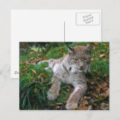Grote katten - 11 briefkaart (Voorkant / Achterkant)