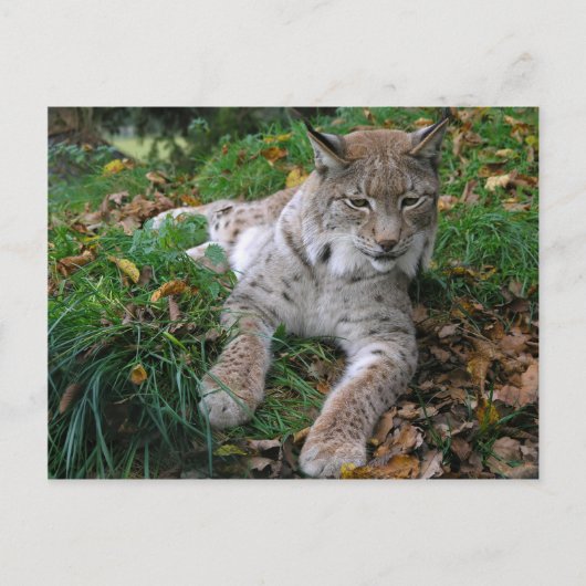 Grote katten - 11 briefkaart (Voorkant)