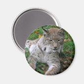 Grote katten - 11 magneet (Voorkant / Achterkant)