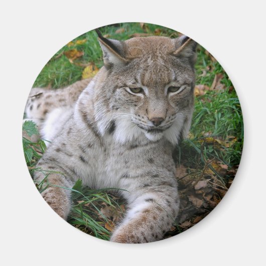 Grote katten - 11 magneet (Voorkant)