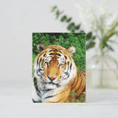 Grote katten - 12 briefkaart (Staand voorkant)