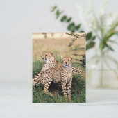 Grote katten - 13 briefkaart (Staand voorkant)