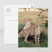 Grote katten - 13 briefkaart (Voorkant / Achterkant)