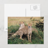 Grote katten - 13 briefkaart (Voorkant / Achterkant)