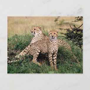 Grote katten - 13 briefkaart