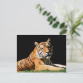 Grote katten - 1 briefkaart (Staand voorkant)