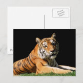 Grote katten - 1 briefkaart (Voorkant / Achterkant)