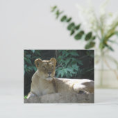 Grote katten - 2 briefkaart (Staand voorkant)