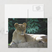 Grote katten - 2 briefkaart (Voorkant / Achterkant)