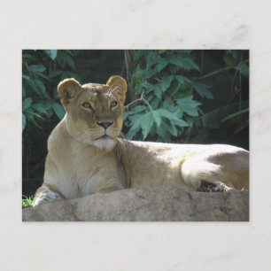 Grote katten - 2 briefkaart
