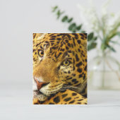 Grote katten - 3 briefkaart (Staand voorkant)