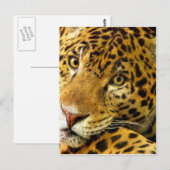 Grote katten - 3 briefkaart (Voorkant / Achterkant)